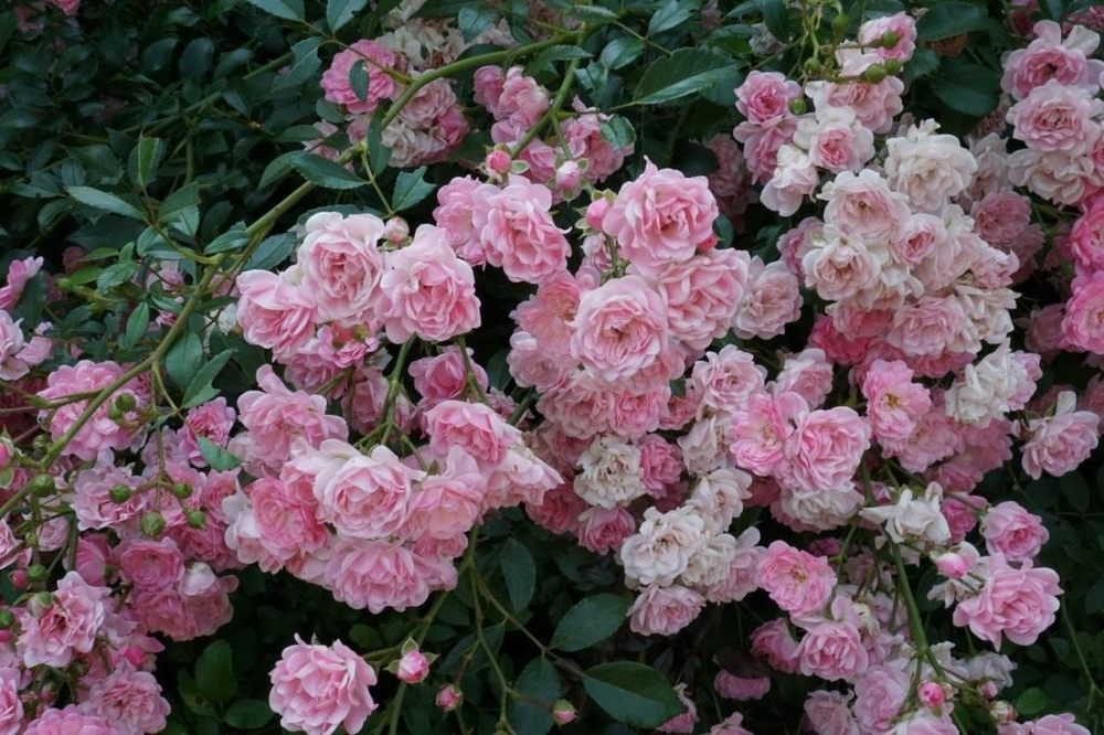 Rosa (Роза) The Fairy