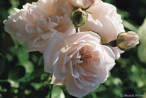 Rosa (Роза) Estima / Эстима Пакет