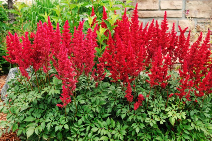 Astilbe (A) 'Fanal'