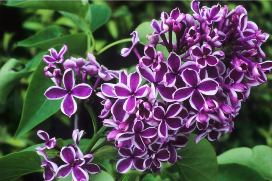 Syringa v. Sensation/сирень