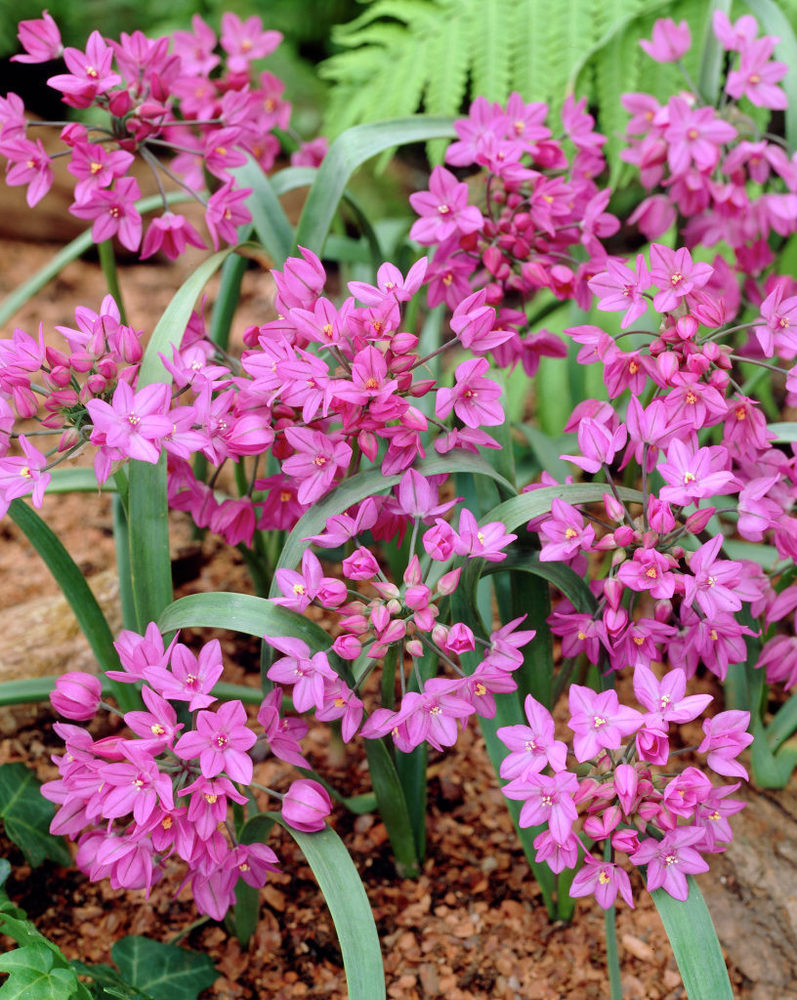 Лук Островского Allium ostrowskianum