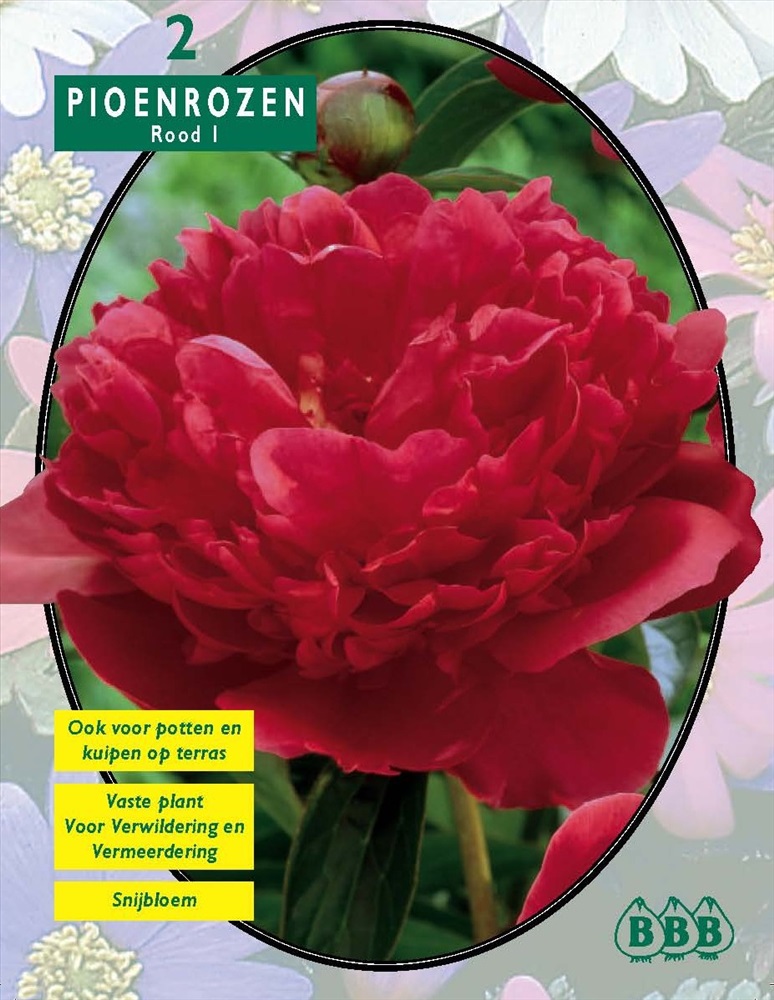 Пион Pioenrozen Rood 2 шт.