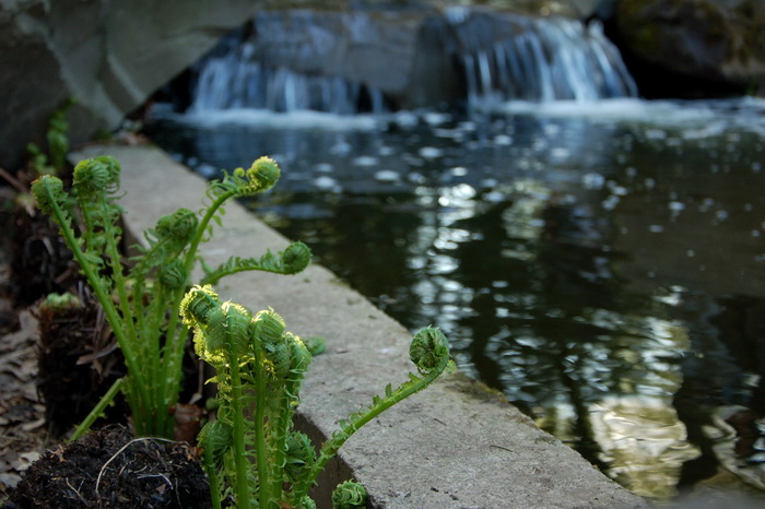 Сакура в ботаническом саду