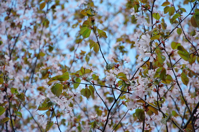 Сакура в ботаническом саду