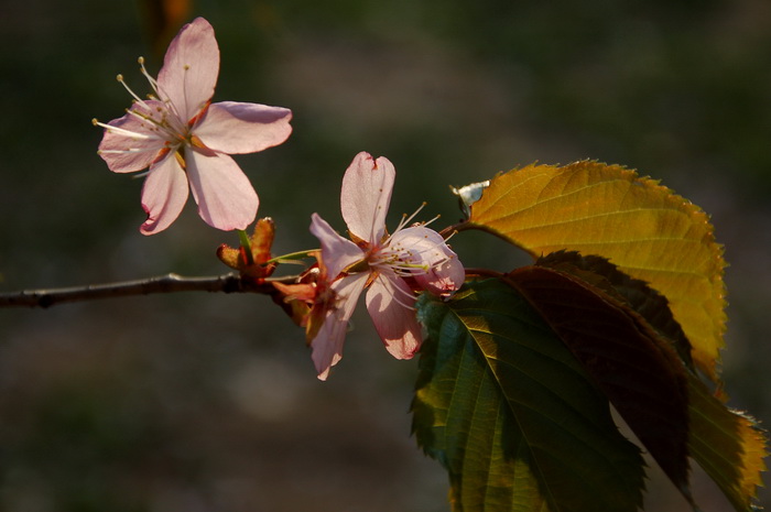 Сакура в ботаническом саду