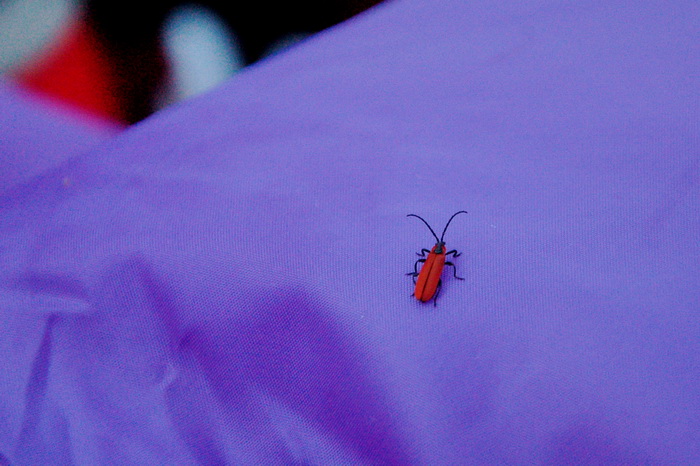 Одноночный многодетный поход