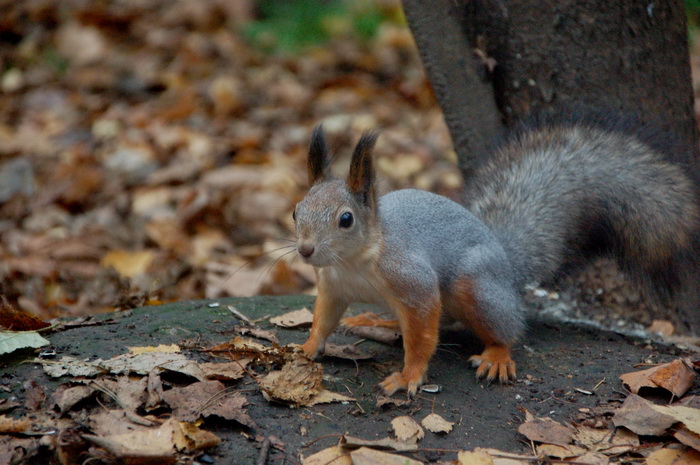 Хочу белочку!