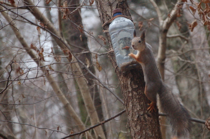 Хочу белочку!