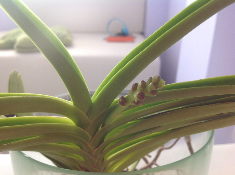 Мамочки мои, не верится)))