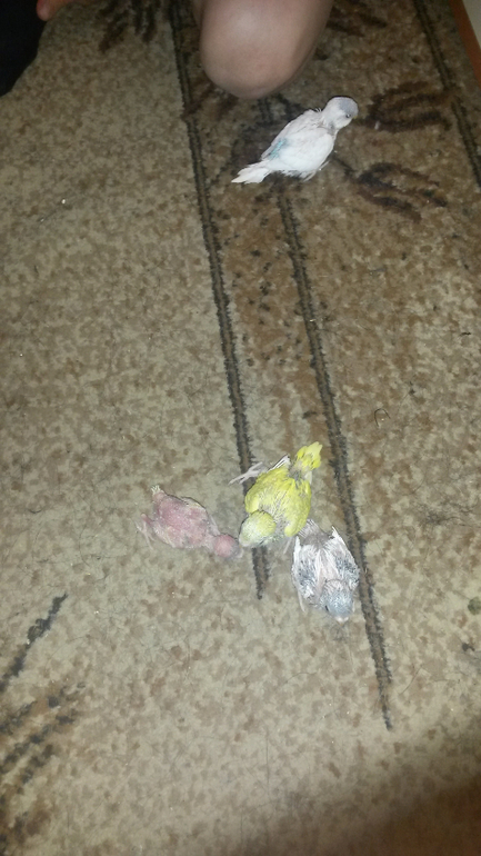 Давно не писала, растем