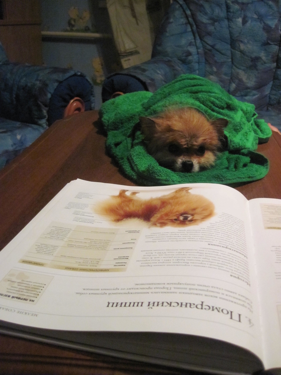 истинные Львы!