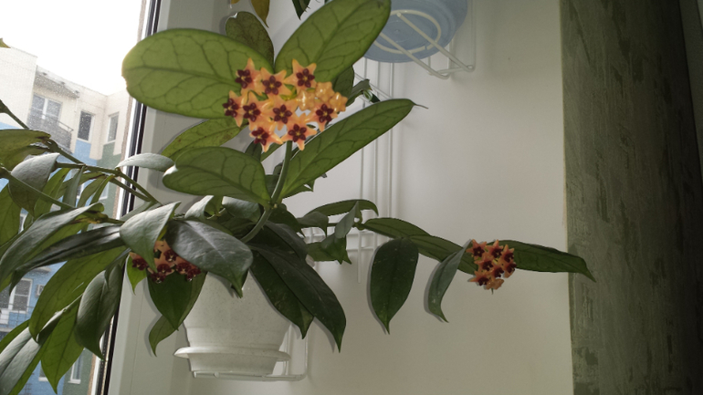 Хойи. (очень много фотографий)