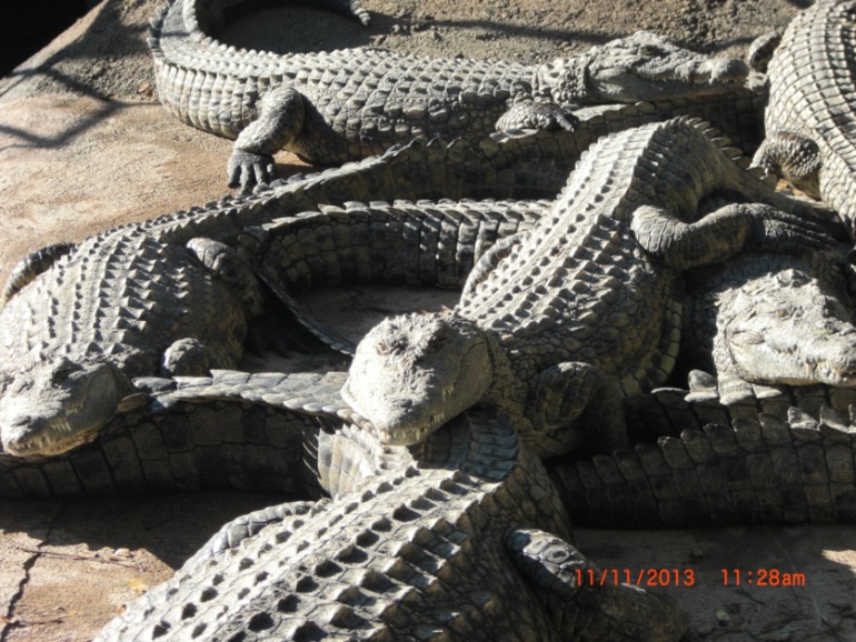 Торремолинос, Испания, крокодиловая ферма.