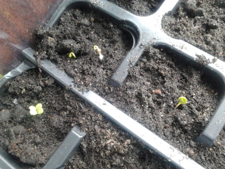 весна на окошке