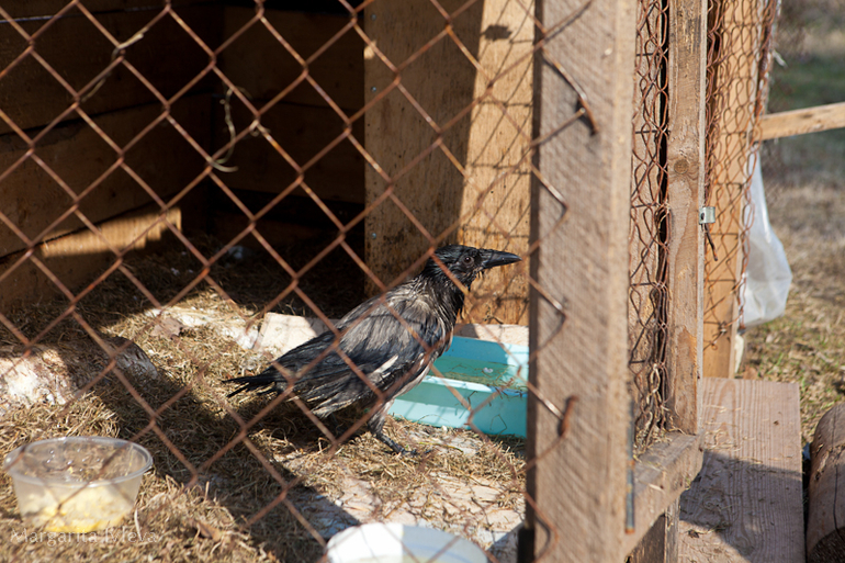 Пасха Христова в Нило-Столобенской Пустыни 2014 год