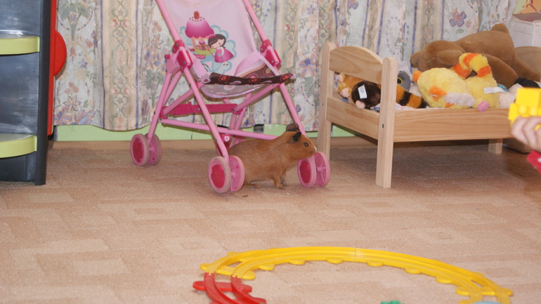 мои любимки)