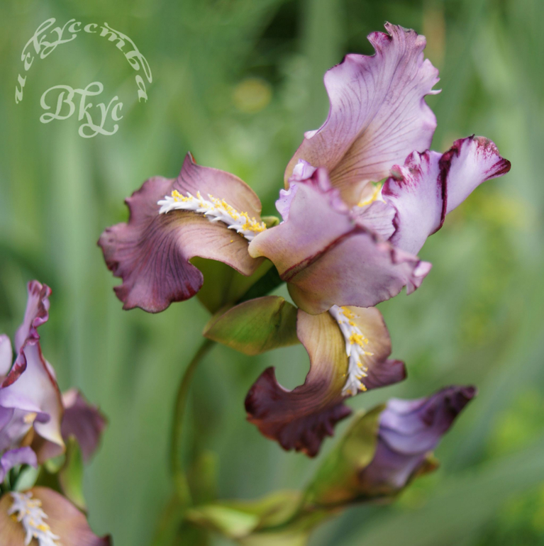 Сахарные ирисы)))