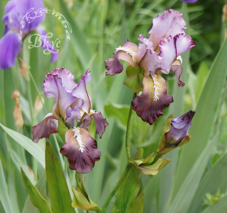 Сахарные ирисы)))