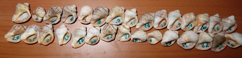 Лотерея 23. Ракушки.