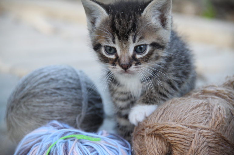 Котята от кошки-мышеловки - в добрые руки