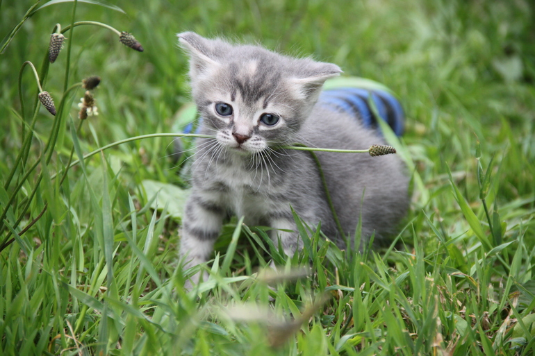 Котята от кошки-мышеловки - в добрые руки