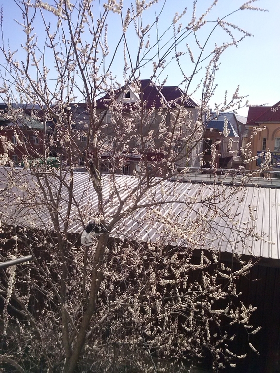 За моим окном....веснааа)