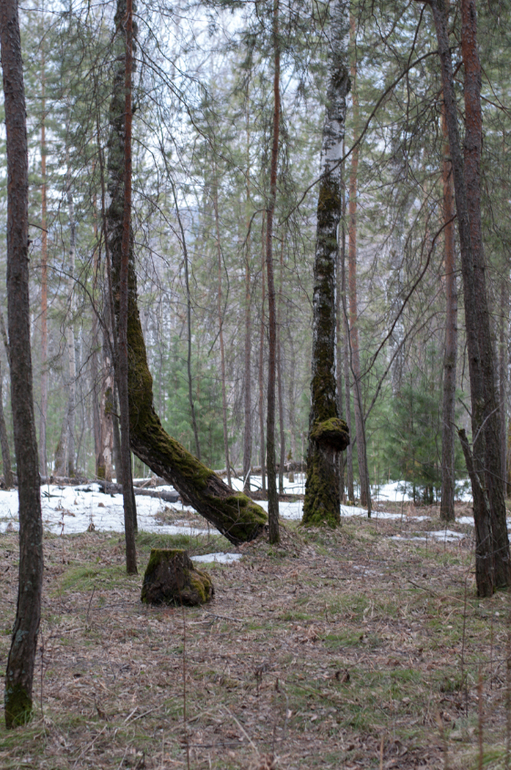 Фотоотчет прогулки за 31 марта :))