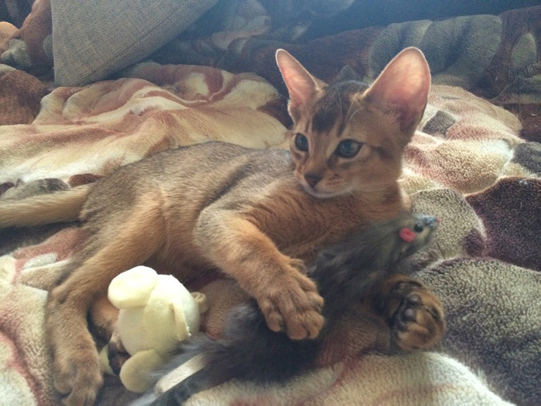 Подарок любимого мужа) Назвали Тихоном или иначе Тихоня)