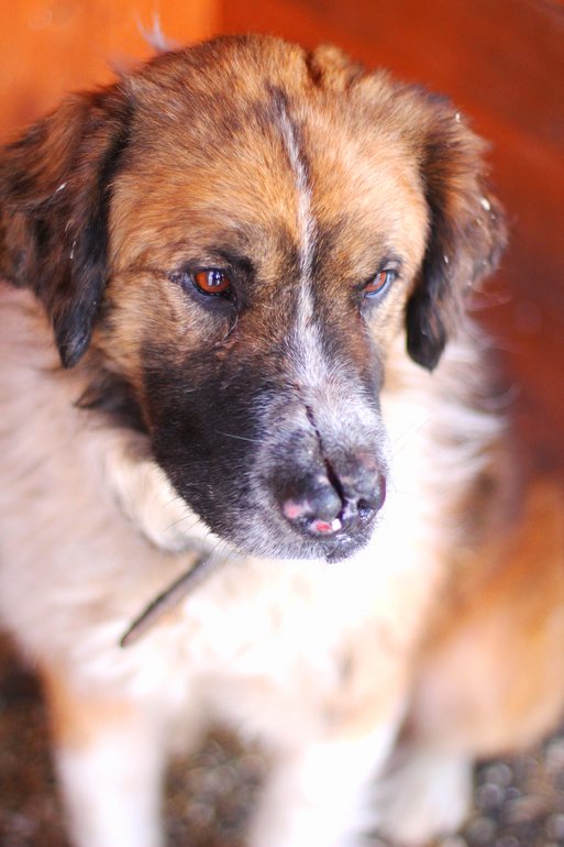 Барни... Ласковый медведь, пострадавший от НЕлюдей....