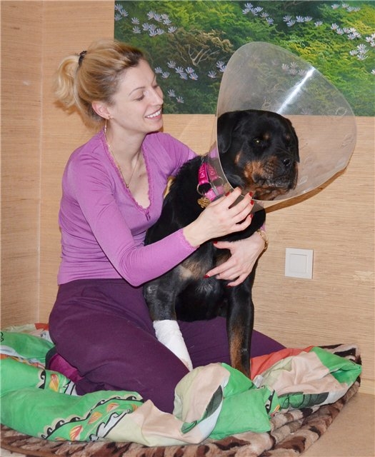 История одной собаки