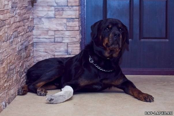 История одной собаки