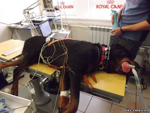 История одной собаки