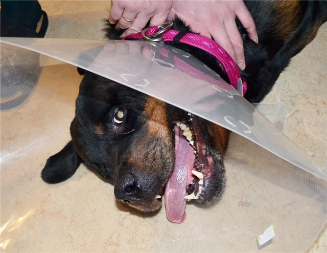 История одной собаки