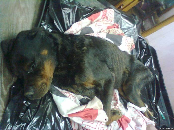 История одной собаки