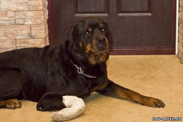 История одной собаки