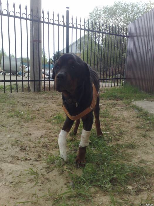 История одной собаки