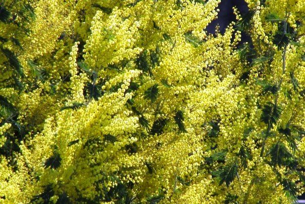 Кусочек сочинской весны!