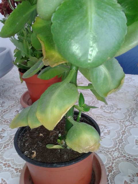 Желтеют листья у каланхоэ(((