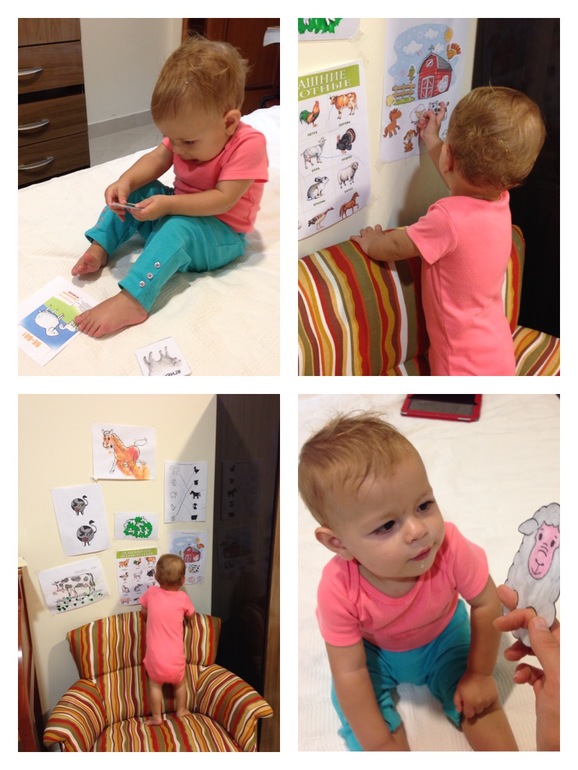 ТН Скотоный двор, день 4 -овца