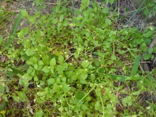 Летний витаминный салат