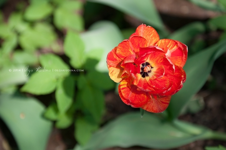Фотосессия в цветущих садах и парках г. Москвы