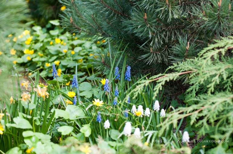 Фотосессия в цветущих садах и парках г. Москвы