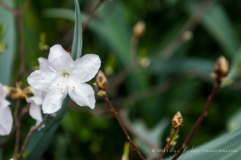 Фотосессия в цветущих садах и парках г. Москвы