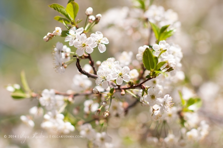 Фотосессии в цветущих садах и парках г. Москвы