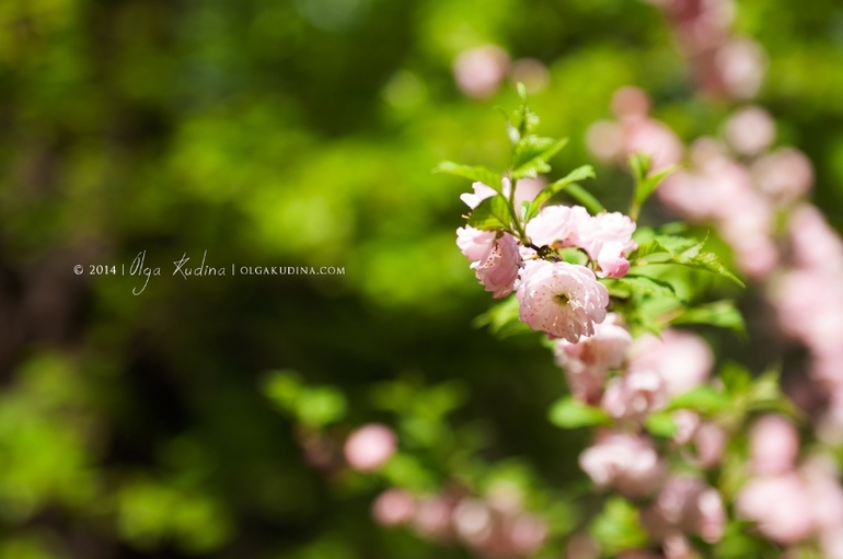Фотосессии в цветущих садах и парках г. Москвы