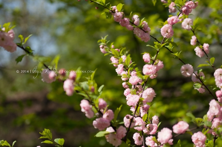 Фотосессии в цветущих садах и парках г. Москвы
