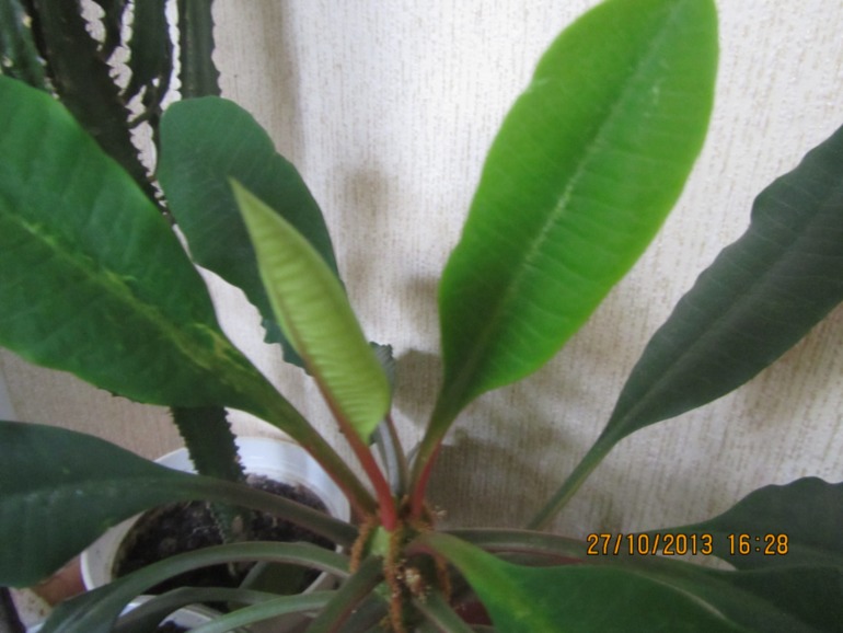 Я схожу с ума, но всё равно верю!