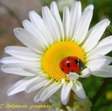 ИМЕНИННИЦЫ ღ ღ ღ 9 июня ღ ღ ღ !!!