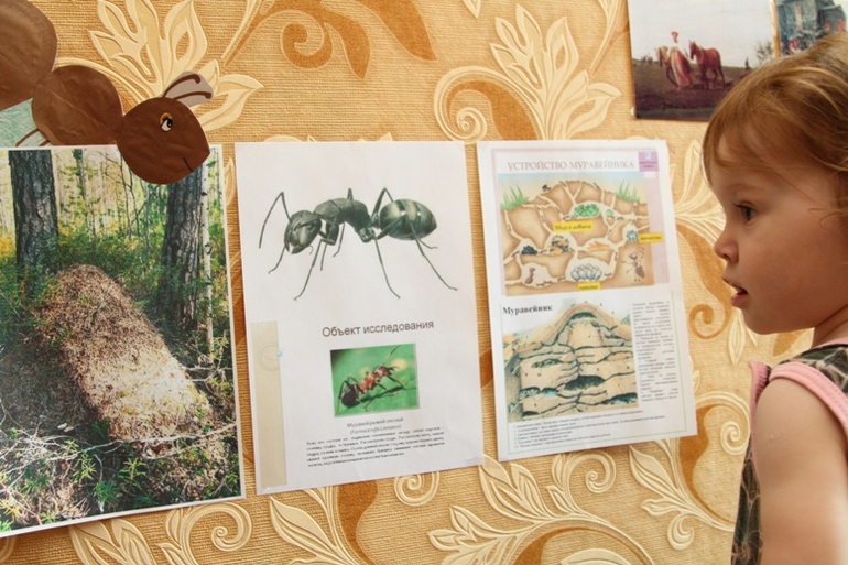 Отчет по ТН "Насекомые" . День 3 - Муравей