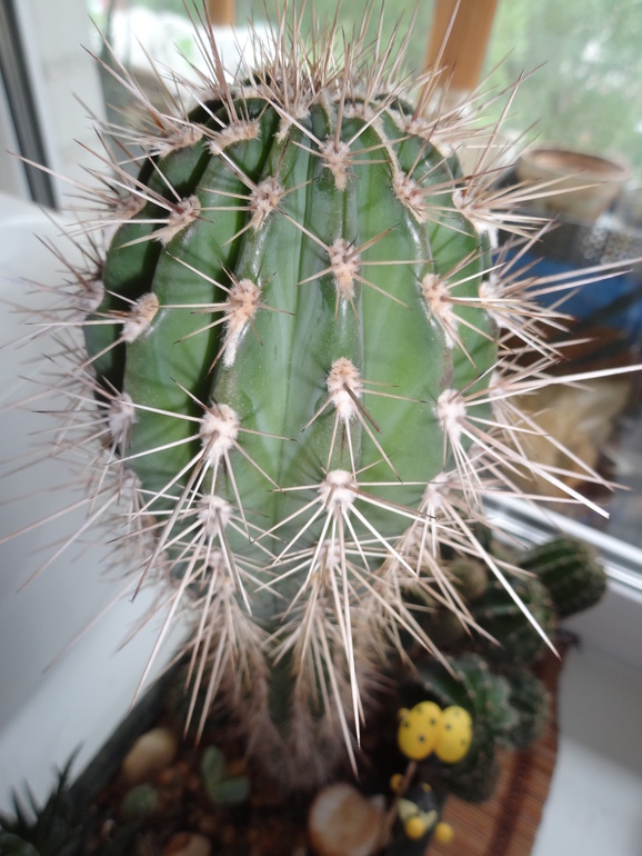 Кактусовая полянка